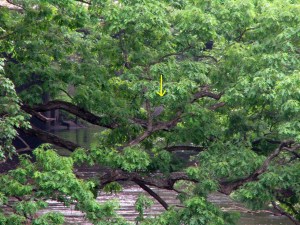 Yellow-crowned Night Heron in Denville