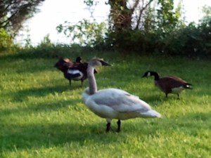 Tame Trumpeter Swan at Lake Parsippany, 5/27/2011