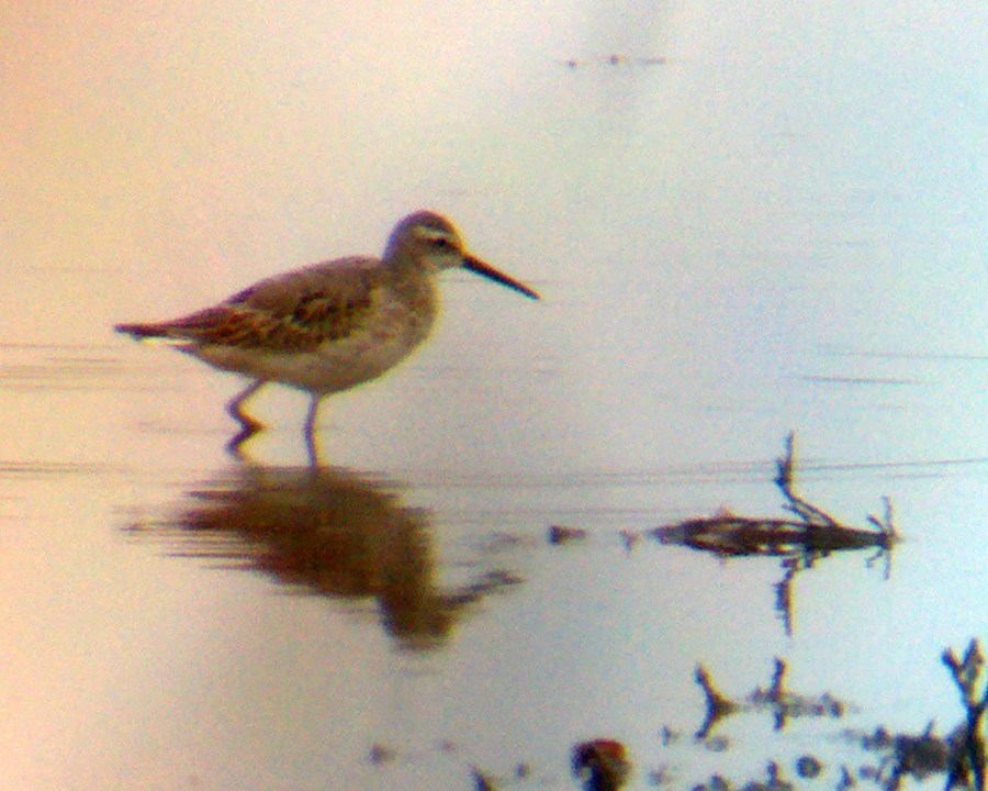 Stilt Sandpiper