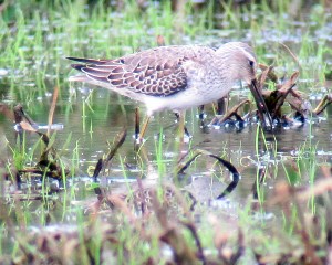 Stilt Sandpiper - i.d. picture, Denville, NJ 9-29-2011