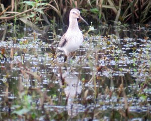 Stilt Sandpiper - i.d. picture, Denville, NJ 9-29-2011