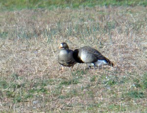 Greater White-fronted Goose, Schoolhouse Rd., Franklin Township, NJ 12-2-2011