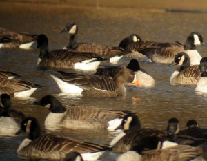 Greater White-fronted Goose at Duke Island Park, Jan. 18, 2012