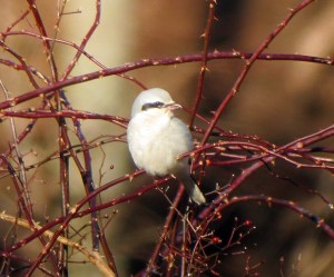 Northern Shrike, Boonton Township, Jan. 16, 2012