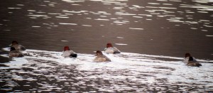 Redheads at Bernardsville Quarry, Jan. 11, 2012