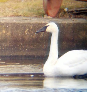 Trumpeter Swan (not wild), Indian lake, Denville, Jan. 8, 2012