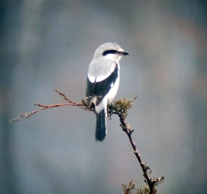 Northern Shrike, Boonton Township, Feb. 16, 2012