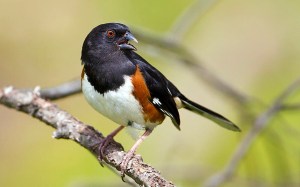 Eastern Towhee at Sourland Preserve, Hillsborough, NJ April 14, 2012 (C. Duffek)