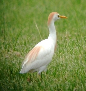 Cattle Egret, Hanover Township, NJ, May 21, 2012