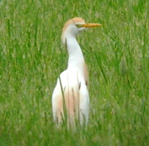Cattle Egret, Hanover Township, NJ, May 21, 2012