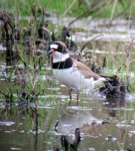 Semipalmated Sandpiper, Hanover Township, NJ, May 9, 2012