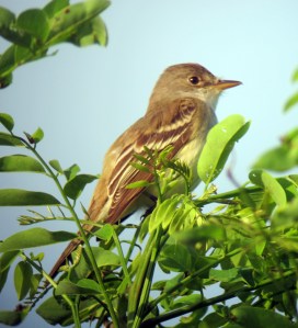 Willow Flycatcher at Tilcon Lake, Mt. Olive Township, NJ, June 23, 2012