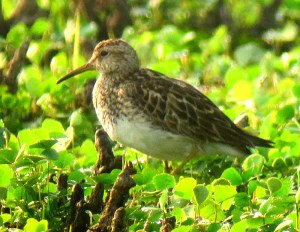 Pectoral Sandpiper, Melanie Lane Pond, Aug. 3, 2012