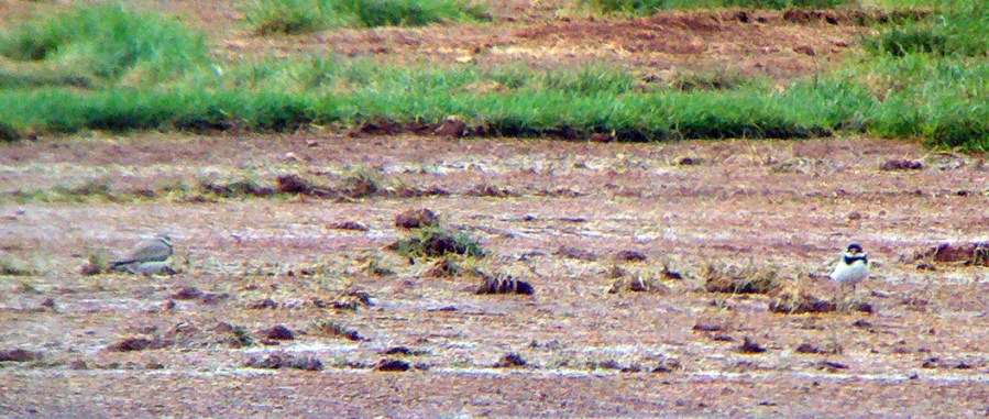 Semipalmated Plovers in Montgomery
