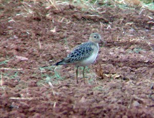 Buff-breasted Sandpiper, Montgomery, NJ, Sept. 2, 2012