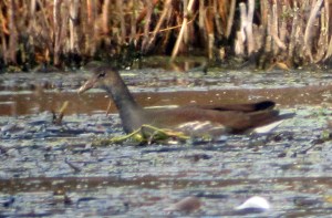 Distant photo of Common Gallinule, Lake Musconetcong, NJ, Sept. 23, 2012