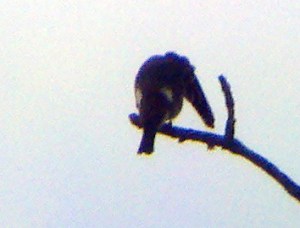 Olive-sided Flycatcher, Montgomery, NJ, Sept. 2, 2012