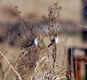 Common Redpolls at Glenhurst Meadows, Nov. 17, 2012