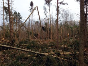 Cozy Lake Rd., Morris County, NJ, Nov. 5 2012