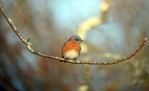 Eastern Bluebird, Troy Meadows, NJ, Nov. 6, 2012