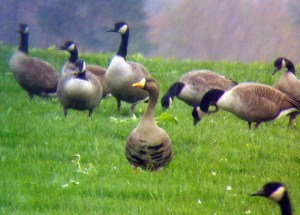 Greater White-fronted Goose, Montgomery Township, NJ, Nov. 7, 2012