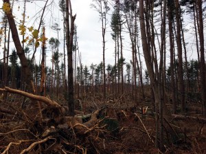 Jonathan's Woods, Denville Township, Nov 5, 2012 - 1