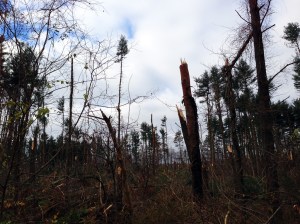 Jonathan's Woods, Denville Township, Nov. 5, 2012 - 3