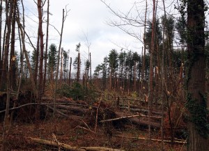 Jonathan's Woods, Denville Township, Nov 5, 2012 - 2