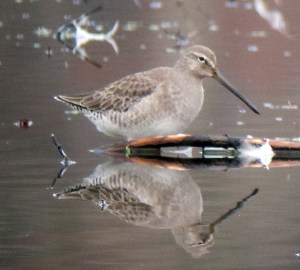 Long-billed Dowitcher - 2, Morris County, NJ, Nov. 11, 2012