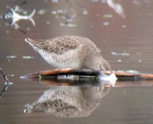 Long-billed Dowitcher - 3, Morris County, NJ, Nov. 11, 2012