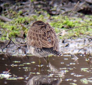 Long-billed Dowitcher - 4, Morris County, NJ, Nov. 11, 2012