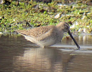 Long-billed Dowitcher - 1, Morris County, NJ, Nov. 11, 2012