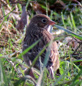 Vesper Sparrow, Troy Meadows, NJ, Nov. 6, 2012