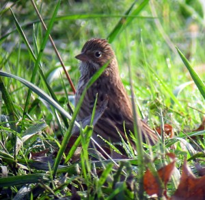 Vesper Sparrow, Troy Meadows, NJ, Nov. 6, 2012