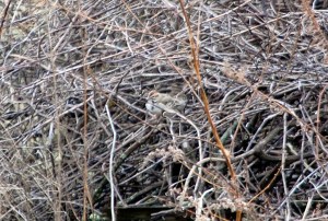 Lark Sparrow, Hillsborough Township, NJ, Dec. 17, 2012. First known Somerset County record. Found and photographed by Jeff Ellerbusch.