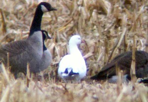                                                                                                                                                                                                  Ross's Goose, Lamington, Somerset Co., Dec. 16, 2012 (Photo by Jeff Ellerbusch)
