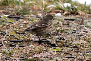 American Pipit, Great Swamp N.W.R., Jan. 1, 2013 (Photo by Jim Mulvey).