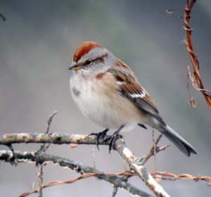 One of many American Tree Sparrow at Troy Meadows, NJ, Jan. 6, 2013 (digiscoped by Jonathan Klizas)