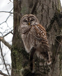 Barred Owl, Great Swamp NWR, Jan. 29, 2013 (photo by Chuck Hantis).
