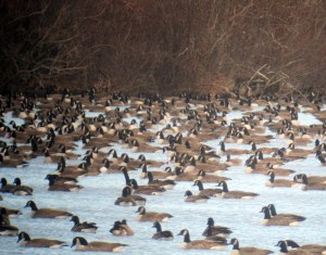 The arrow points to a Cackling Goose among the multitude of Canada Geese at Budd Lake, Jan. 20, 2013