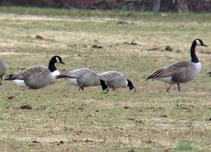 Two Cackling Geese feeding at the equestrian fields on Lord Stirling Road, Basking Ridge, NJ, Jan. 17, 2013 (Photo by Jeff Ellerbusch).