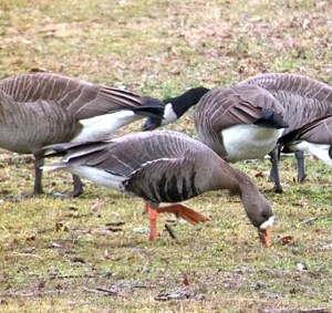Greater White-fronted Goose, Basking Ridge, NJ, Jan. 14, 2013 (Photo by Jeff Ellerbusch).
