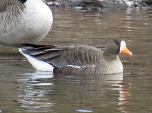 The Greater White-Fronted Goose at Duke Island Park, Jan. 2, 2013 (Photo by Zach Batren).