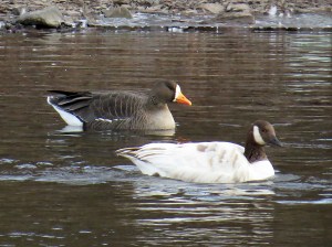 The Greater White-Fronted Goose and the Spackling Goose at Duke Island Park, Jan. 2, 2013 (Photo by Zach Batren).