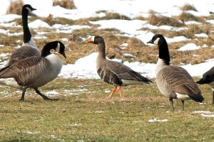 Greater White-fronted Goose at  the VA Hospital in  Lyons, NJ, Jan. 2, 2013 (Photo by Jim Mulvey).