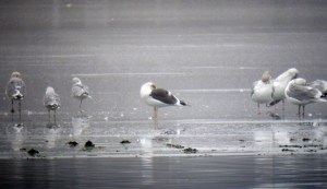 Lesser Black-backed Gull, Lake Parsippany, NJ, Jan. 12, 2013 (photo by Jonathan Klizas)