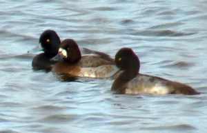 Lesser Scaup, Vam Cleef Ponds, Franklin Township, NJ, Jan. 20, 2013 (Photo by Zach Batren).