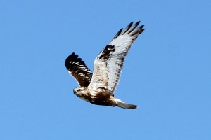Rough-legged Hawk, Great Swamp NWR, Jan. 27, 2013 (Photo by Jim Mulvey).
