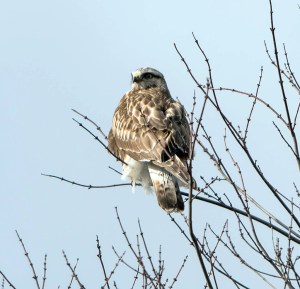 Rough-legged Hawk, Great Swamp NWR, NJ, Jan. 23, 2013 (Photo by Chuck Hantis).