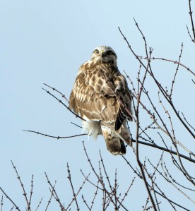 Rough-legged Hawk, Great Swamp NWR, NJ, Jan. 23, 2013 (Photo by Chuck Hantis).